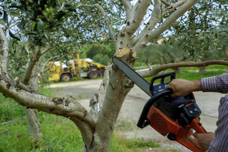Reliable Tree Service in Beaumont CA 92223 Tree Service in Beaumont CA 92223